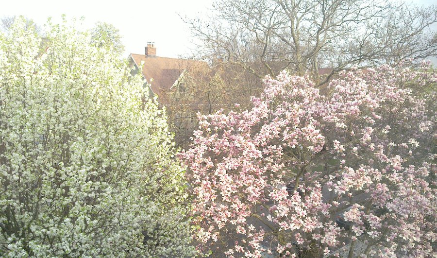 South Midwood Trees